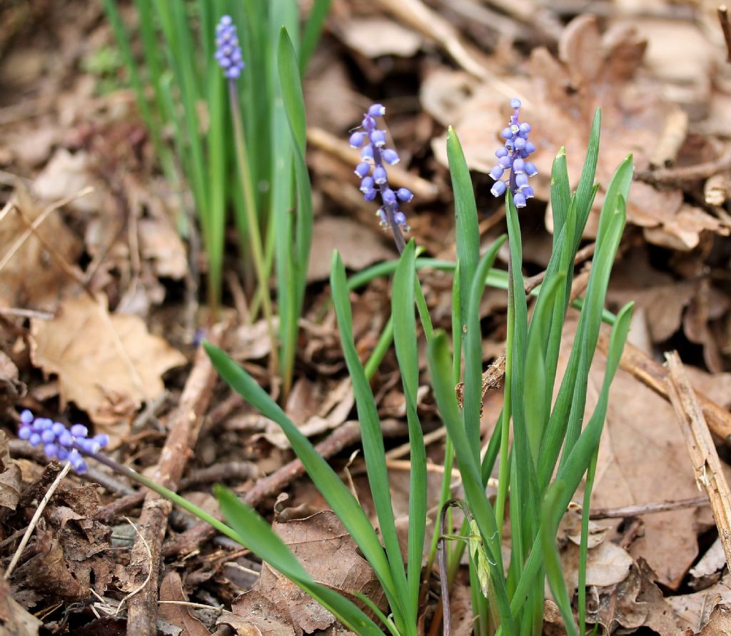 Muscari botryoides / Muscari azzurro